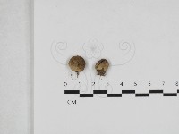 登錄號:F0033202藏品圖，第1張