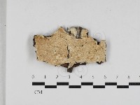 齒耳菌屬藏品圖，第1張