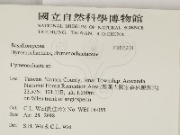 刺革菌屬藏品圖，第2張