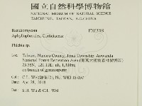 射脈菌屬藏品圖，第2張