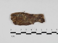 射脈菌屬藏品圖，第1張