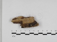 登錄號:F0033215藏品圖，第1張