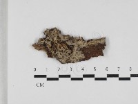 刺皮菌屬藏品圖，第1張