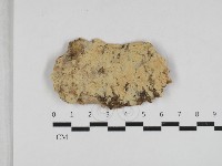 粗糙孢菌屬藏品圖，第1張