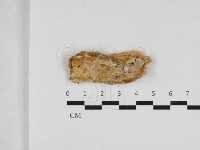 骨皮菌屬藏品圖，第1張