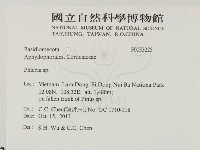 射脈菌屬藏品圖，第2張