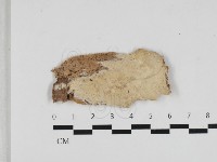 登錄號:F0033228藏品圖，第1張