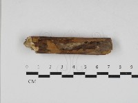 刺革菌屬藏品圖，第1張