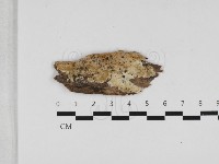 薄孔菌屬藏品圖，第1張