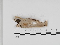 登錄號:F0033237藏品圖，第1張