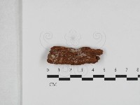 登錄號:F0033238藏品圖，第1張