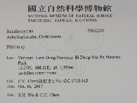 射脈菌屬藏品圖，第2張