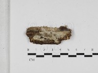 阿太菌屬藏品圖，第1張