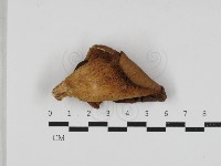 登錄號:F0033242藏品圖，第3張