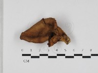 登錄號:F0033242藏品圖，第1張