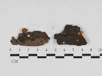 登錄號:F0033243藏品圖，第1張