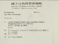 鵝膏屬藏品圖，第2張