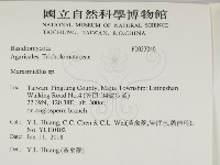 微皮傘屬藏品圖，第2張
