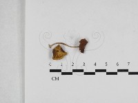 登錄號:F0033247藏品圖，第1張