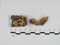 附毛菌屬藏品圖，第1張