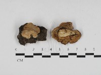 韌革菌屬藏品圖，第1張