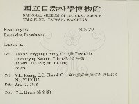 紅菇屬藏品圖，第2張