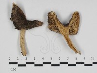 紅菇屬藏品圖，第1張