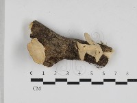 相鄰小孔菌藏品圖，第1張