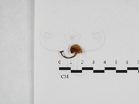 登錄號:F0033254藏品圖，第1張