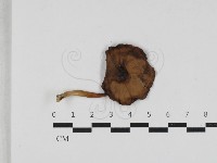 登錄號:F0033259藏品圖，第1張