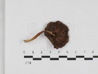 登錄號:F0033259藏品圖，第3張