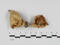 糙皮側耳藏品圖，第2張