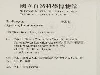 糙皮側耳藏品圖，第1張