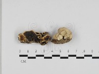 膠孔菌屬藏品圖，第1張