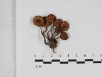 登錄號:F0033263藏品圖，第1張