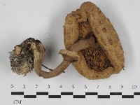 登錄號:F0033265藏品圖，第3張