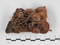 登錄號:F0033266藏品圖，第1張