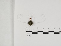 濕傘屬藏品圖，第1張