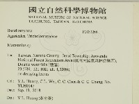 小皮傘屬藏品圖，第2張