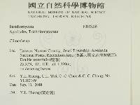 杯傘屬藏品圖，第2張