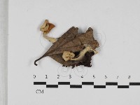 杯傘屬藏品圖，第1張