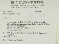 乳菇屬藏品圖，第2張