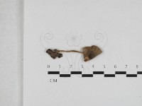 登錄號:F0033271藏品圖，第1張
