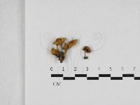 登錄號:F0033272藏品圖，第1張