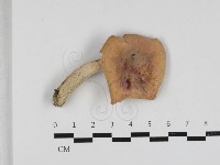 紅菇屬藏品圖，第1張