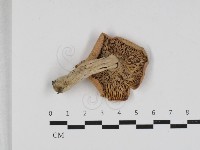 紅菇屬藏品圖，第3張