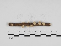 微皮傘屬藏品圖，第1張