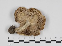 紅菇屬藏品圖，第3張