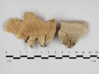 附毛菌屬藏品圖，第1張