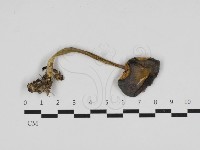 粉褶菌屬藏品圖，第1張